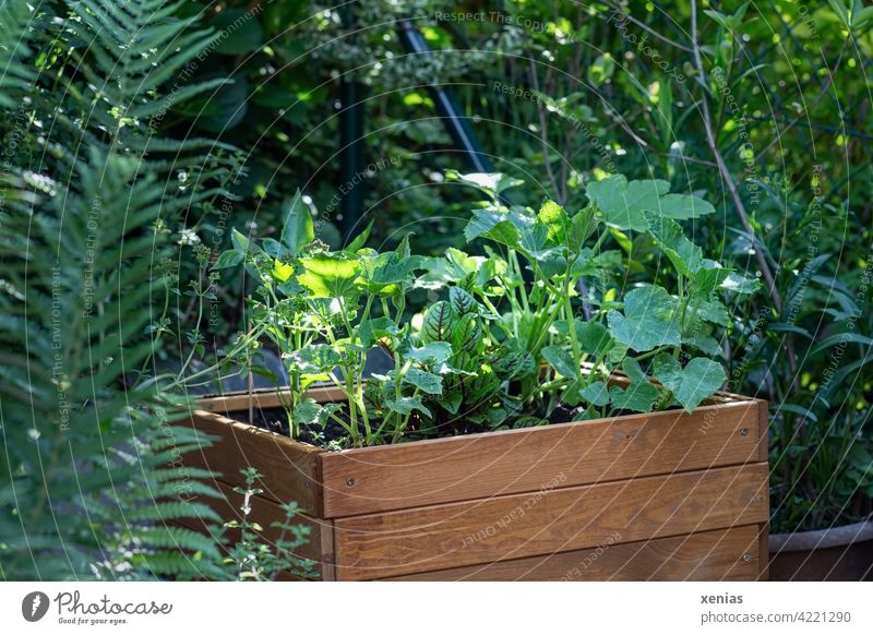 Hochbeet aus Holz für Kinder mit grünen jungen Kürbis- und Zucchinipflanzen steht im Garten am Zaun selbstversorger Pflanzen Nutzpflanzen Gemüse Kinderhochbeet