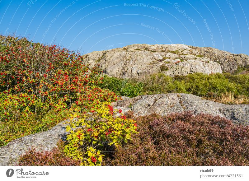 Felsen auf den Wetterinseln vor der Stadt Fjällbacka in Schweden Schären Schärengarten Heidekraut Busch Vogelbeeren Insel Schäreninsel Tourismus Himmel Wolken