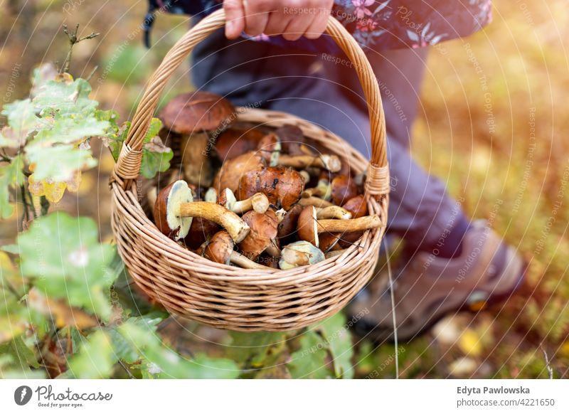 Pilzsammeln im Wald Pilze Lebensmittel frisch Gesundheit Pflanzen Bäume Polen Tag im Freien tagsüber Natur Herbst fallen wild grün Wildnis Outdoor-Veranstaltung