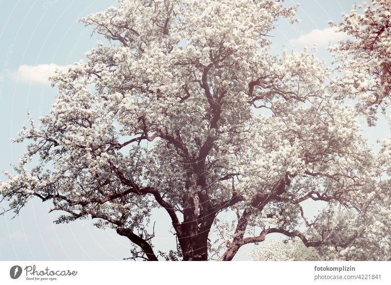 weiß blühender alter Baum Baumkrone Frühling Blüte erblühen Blütenpracht romantisch Leichtigkeit weiss zart frisch Frühlingsgefühle Naturliebe frühlingszeit