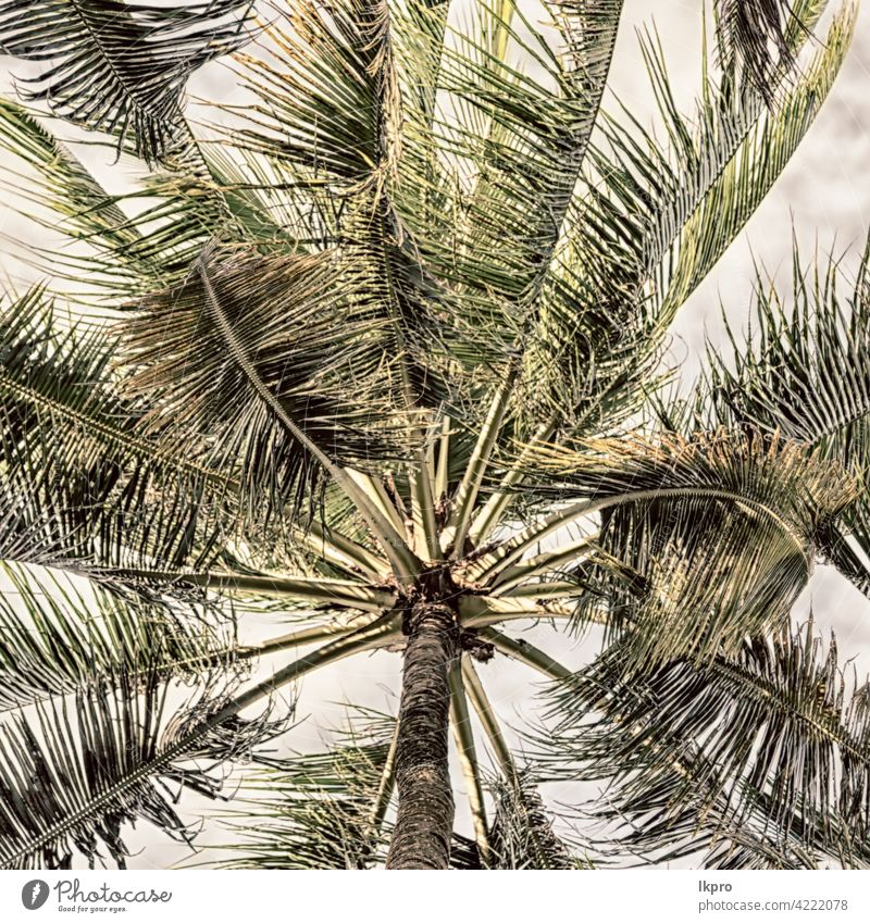 Palmblatt und Zweig Ansicht von unten abstrakt Hintergrund schön Schönheit schwarz Ast hell Cloud Küste Kokosnuss Konzept exotisch geblümt Laubwerk Wald frisch