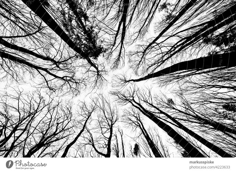 Baumspitzen im Winter Baumstamm Wurzel wurzelstock Forstwirtschaft Forstwald Forstarbeit Waldboden Naturverbundenheit Naturverjüngung ohne Blätter Herbst