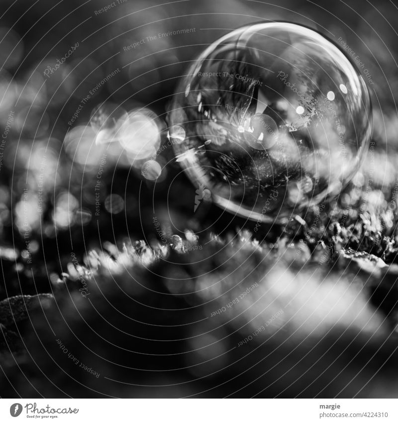 Eine Seifenblase mit Lichtpunkte  in Schwarz Weiß Lichterscheinung Blase Menschenleer Kugel Erde Moos Reflexion & Spiegelung Schwache Tiefenschärfe glänzend