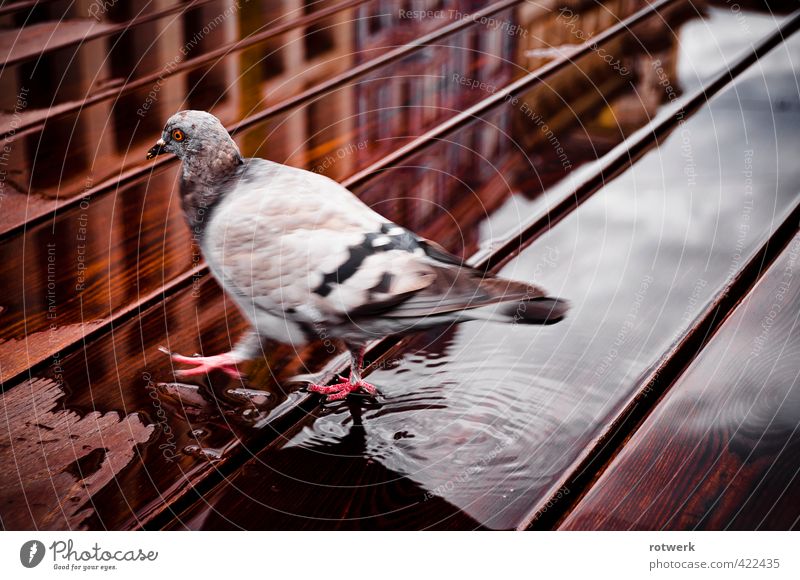 Linkszwodreivier Taube 1 Tier Wasser Brunft stagnierend Farbfoto Außenaufnahme Reflexion & Spiegelung Vogelperspektive