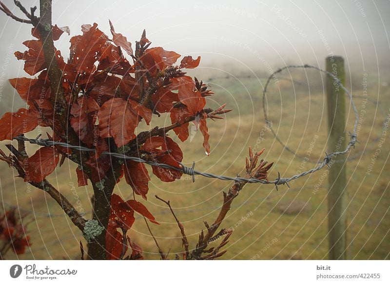 gefangen im Nebel Umwelt Natur Landschaft Wassertropfen Herbst Winter Klima schlechtes Wetter Regen Pflanze Sträucher Wiese Feld dunkel Sehnsucht Einsamkeit