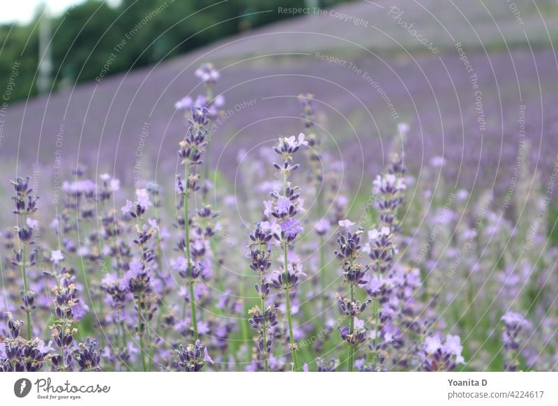 Lavendelfeld purpur Japan Sommer Blume Blüte violett Natur Garten schön Lavendelfarm Nahaufnahme Liebe Landschaft atemberaubend Hintergrund Hintergrundbild