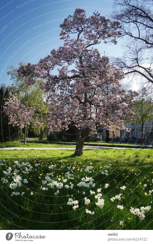 Parkbucht Magnolie blühen Blütenknospen Himmel Frühlingsgefühle Stadt Blütenblatt Wildpflanze Luft einzigartig Zweige u. Äste Schönes Wetter Farbfoto
