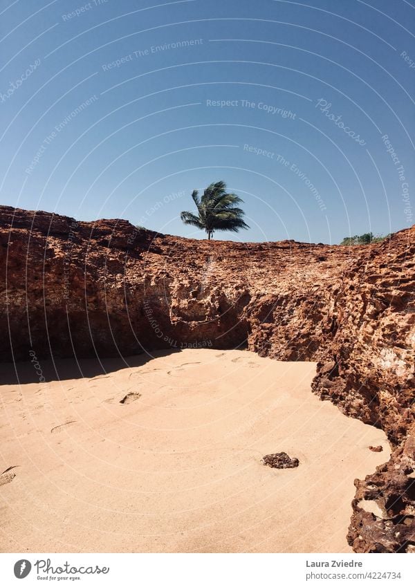 Einsamer Palmenbaum am Strand Tropen exotisch Pflanze Palmenwedel Baum Handfläche Natur tropisch tropisches Klima Blatt Schönes Wetter Sommer