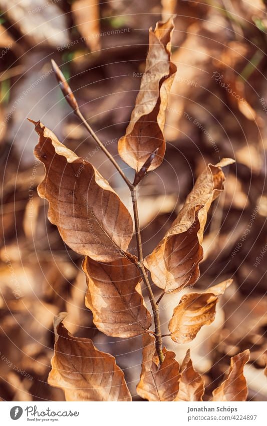 Zweig mit braunen Blättern im Herbst Menschenleer Tag Nahaufnahme Außenaufnahme Hintergrundbild Farbfoto Strukturen & Formen Herbstfärbung Herbstwald Herbstlaub