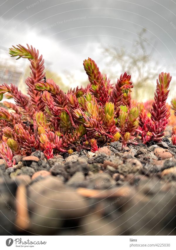 Pionierpflanzen erobern Sedum Pflanze Dachbegrünung Wachstum Nahaufnahme Menschenleer Natur Außenaufnahme Schwache Tiefenschärfe Farbfoto Tag Frühling