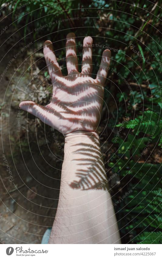 Hand im Schatten mit Farnen Licht Sonnenlicht Silhouette Finger Handfläche Körperteil Handgelenk Arme Haut Person gestikulieren Konzept Symbol im Freien