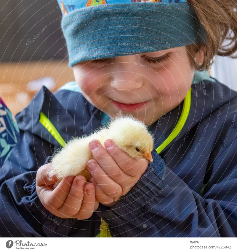Ein  Kind hält zärtlich ein Küken in seiner Hand Kaukasich Freude Junge Glück Kindheit staunen Naturerlebnis Farbfoto Mensch 3-8 Jahre Kleinkind Leben