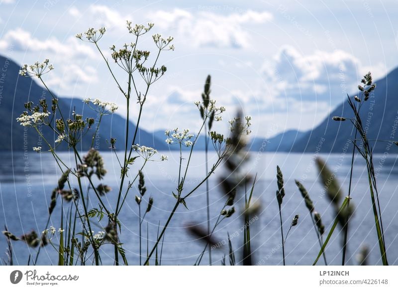 Blick auf einen Fjord norwegen fjord fluß Berge u. Gebirge Natur Skandinavien Ferien & Urlaub & Reisen Pflanzen Tourismus Wasser Erholung Idylle Landschaft