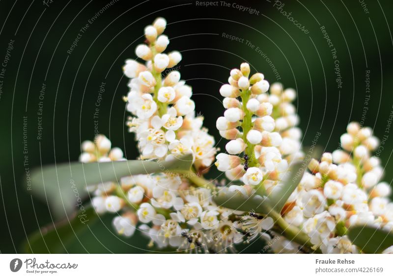 Cremeweiße Blütenstände des Kirschlorbeers, in dem sich Ameisen vergnügen Kirschlorbeerblüten cremefarben Frühling Busch Hecke Frühjahr kerzenförmig Blütenstand