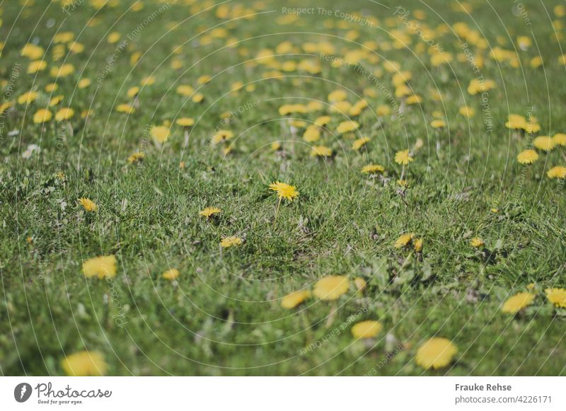 Wiese mit Löwenzahn - eine Blüte im Fokus und Unschärfe im Vordergrund und Hintergrund gelb grün Frühling Natur Gras Blumenmeer Frühjahr Sommer leuchtend gelb