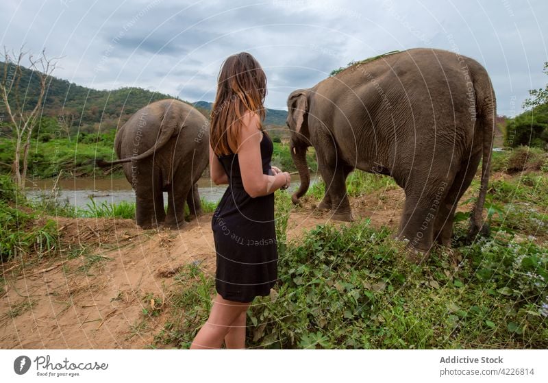 Unbekannter Reisender gegen Elefanten und grüne Reittiere Berge u. Gebirge Fauna Tierwelt trinken Wasser Frau Natur Pflanzenfresser Säugetier Hochland Teich