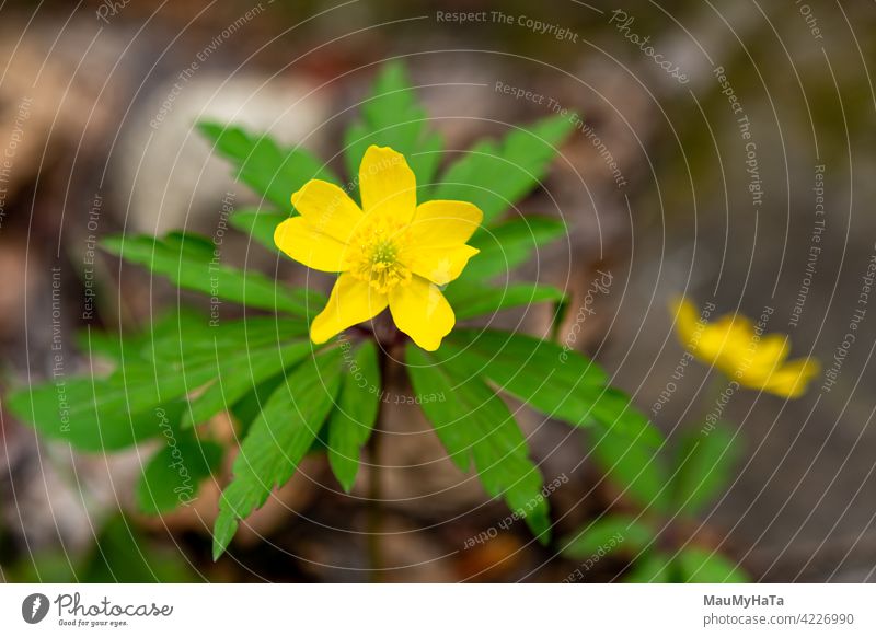 gelbe Blume in den Bergen Anemonoides ranunculoides Natur Berge u. Gebirge Wald Pflanze Farbe Blüte Blatt