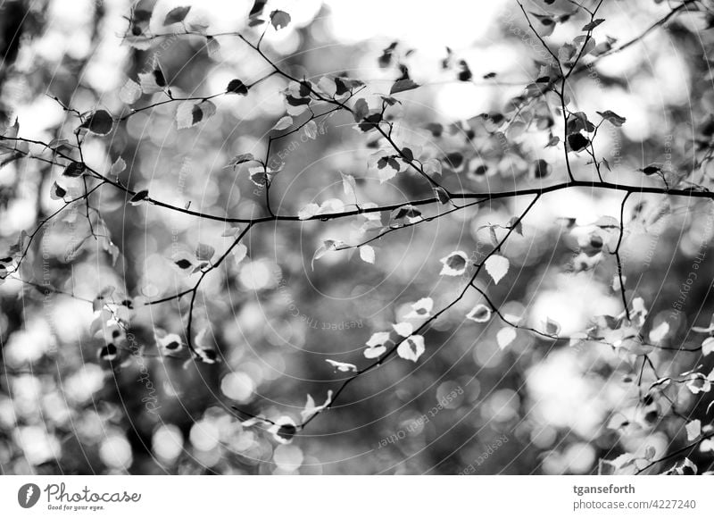 Blätter im Frühling Blattwerk Ast Früjahr Baum Pflanze natürlich Umwelt Natur Außenaufnahme Wachstum Hintergrund Laubwerk im Freien frisch Gegenlicht