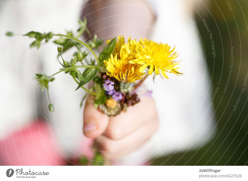 Nahaufnahme der Hände eines kleinen Mädchens, das einen Strauß selbstgepflückter Feldblumen überreicht 8. März Vatertag Muttertag April Ordnung Blumenstrauß