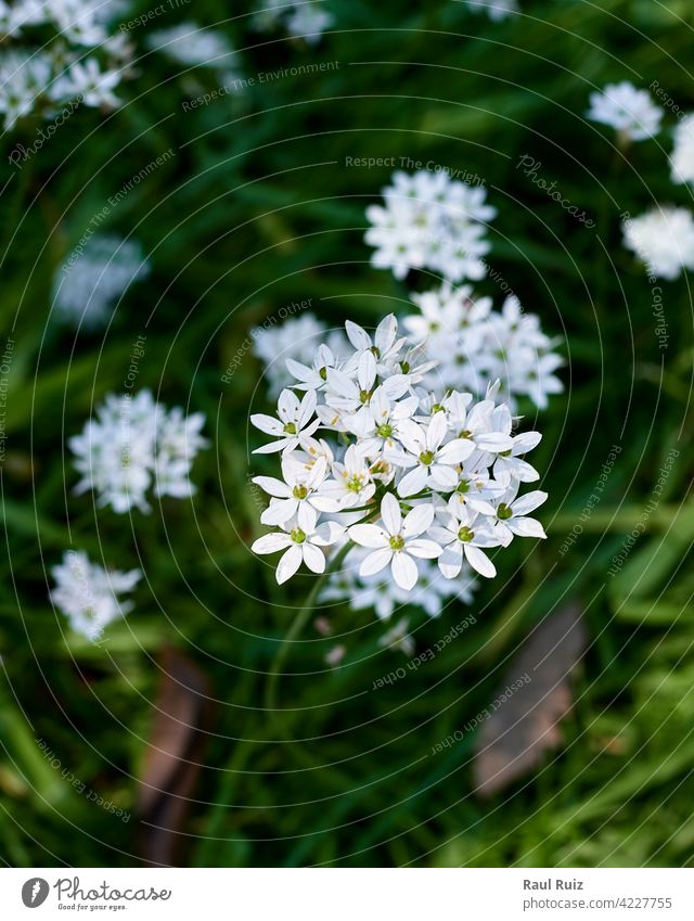 Cluster von weißen Blüten cive chino. Allium tuberosum spreng Gemüse Menschengruppe wachsend Isolation belaubt Orientalisch Einstellung lang Medizin