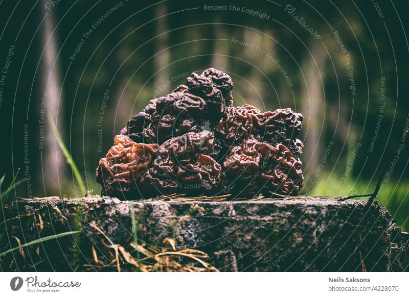 Pilze Gyromitra im Wald im Frühling, Wildtierszene. Stapel von falschen Morcheln auf Kiefernstumpf. Hintergrund Gehirn braun Wade Verschlussdeckel schließen