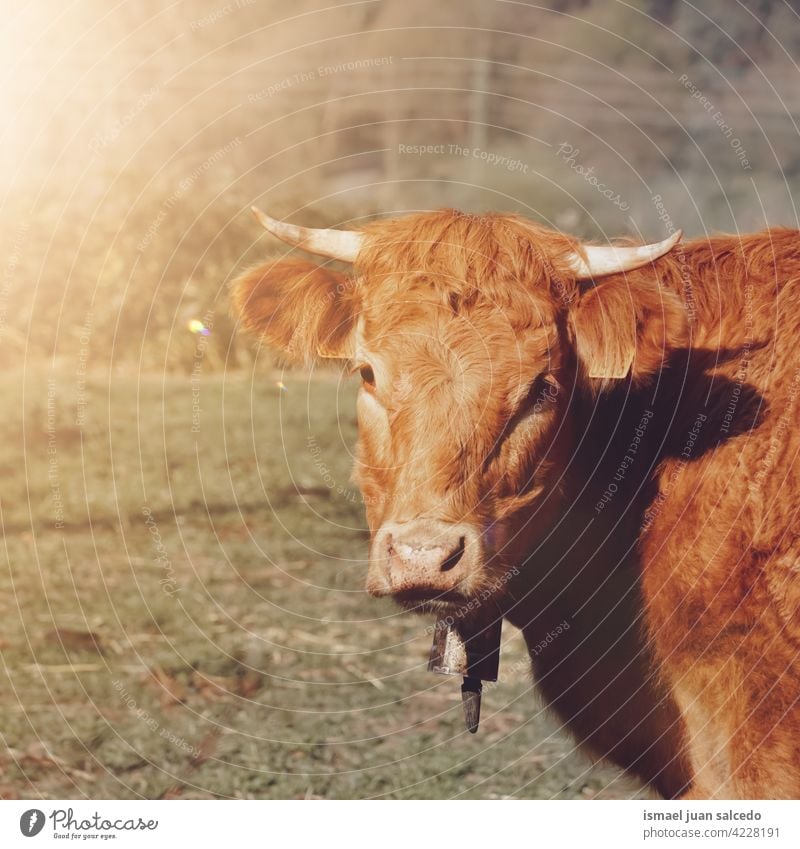 brauner Stier Porträt auf der Wiese Bulle Braune Kuh Hörner Tier Weide Weidenutzung wild Kopf Tierwelt Natur niedlich Schönheit wildes Leben ländlich Bauernhof