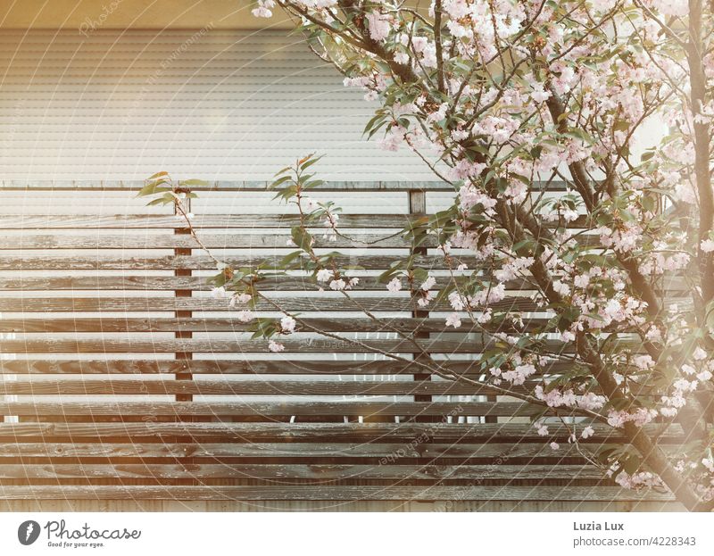 Zierkirschenblüte vor dem Balkon rosa frühlingshaft Sonnenlicht Sonnenschein Frühling Mai Blüte hell freundlich geschlossen Rollladen schön blühend zart