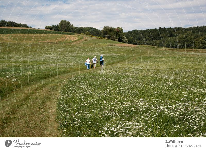 Ruhen im Freien. Eine Gruppe von Familienmitgliedern geht im Feld spazieren.  Zickental, Rohr, Südburgenland, Österreich Auwiesen Burgenland Europa