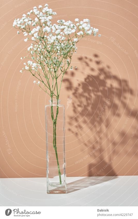 Pflanze in Vase auf pastellbeigem Hintergrund Ast dekorieren Lifestyle grün Blume Blumenstrauß Raum Design Innenbereich lebend altehrwürdig Wand weiß Schönheit