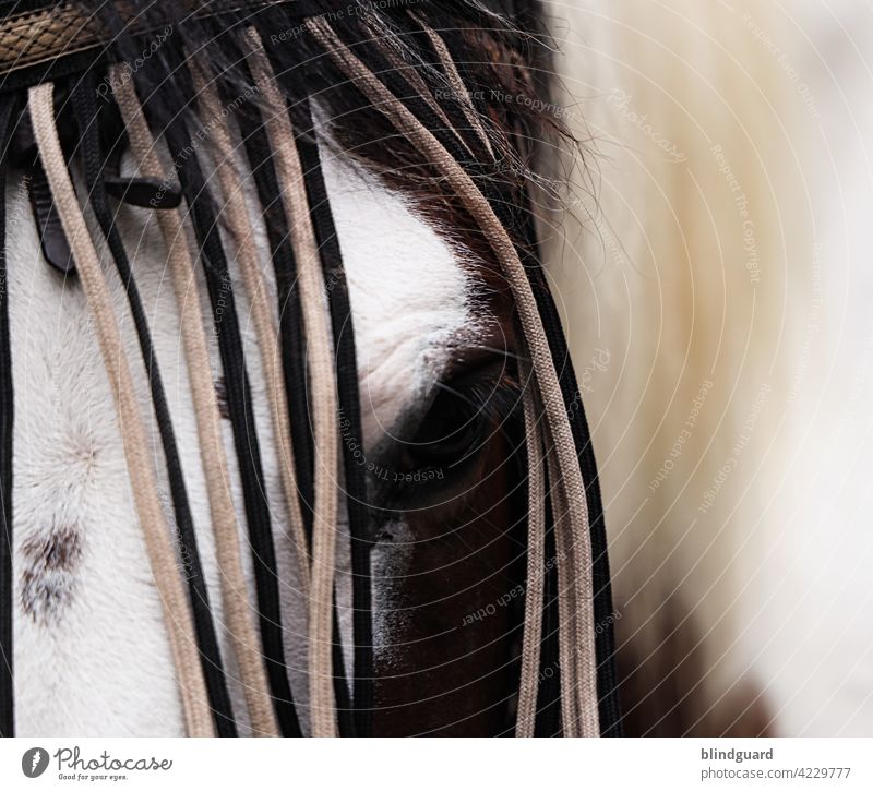 Tierliebe | Pferdeschmuck Kopf Auge Stirnband Außenaufnahme Porträt Fell Behaarung Mähne Schecke Leder Wimpern Bänder Haare haarig Menschenleer Lebewesen