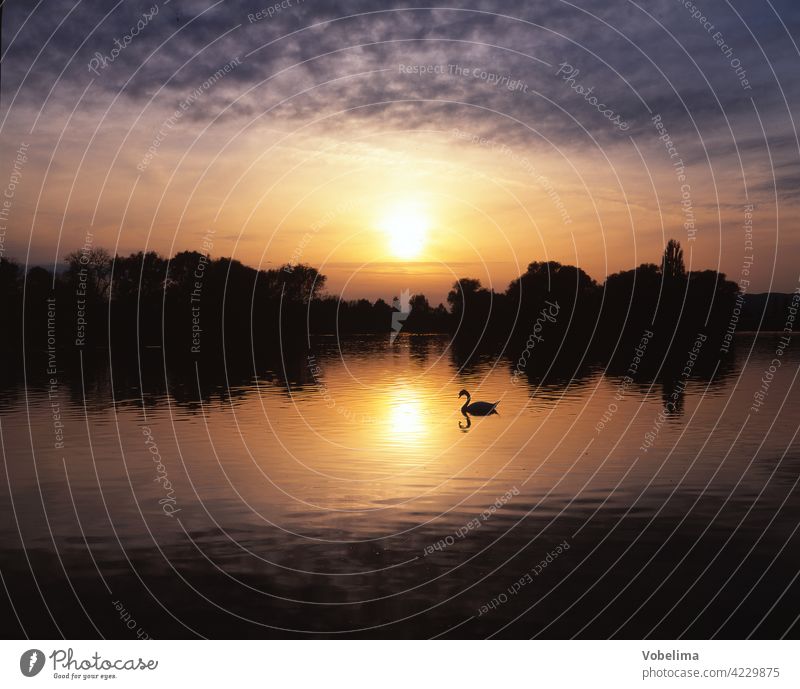Schwan am Bodensee, abends Abend Cygnus olor Deutschland Sonne Sonnenuntergang TIERE Wasser abendhimmel abendsonne malerisch romantisch