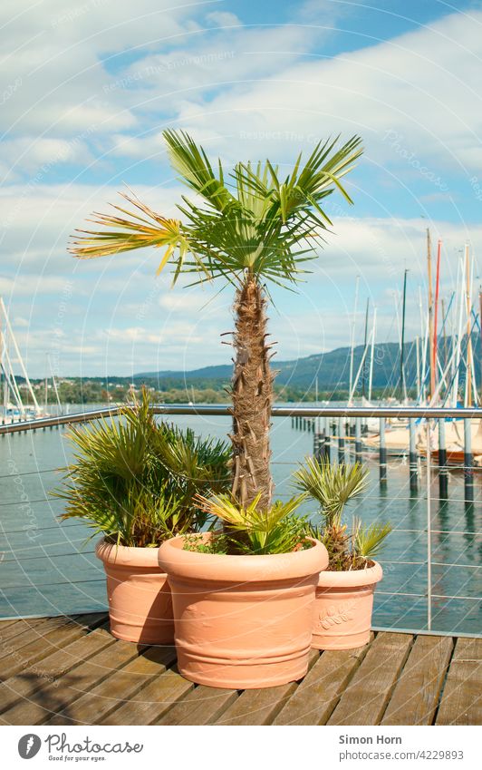 Ein Arrangement aus Palmen vor einem See mit Segelbooten Wasser Schiff Freizeit Wärme Blumentopf Seelandschaft Panorama Urlaub