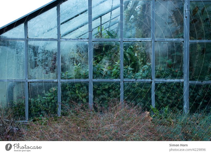 Gewächshaus mit beschlagenen Scheiben und Büschen. Rechteckige Fenster aus Glas zeigen Pflanzen, Blätter und Gewächse. Orangerie Blatt Natur Kondenswasser