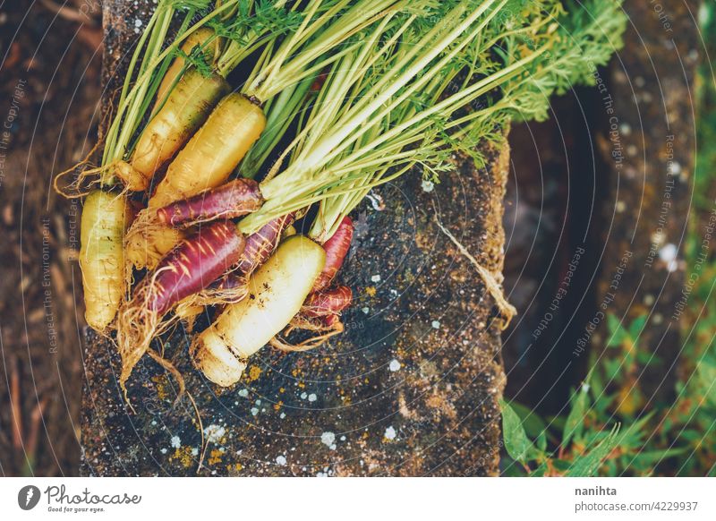 Bunte Gruppe von Karotten gerade geerntet organisch Lebensmittel Gemüse Möhre purpur Veganer Garten Bio-Garten Obstgarten Parzelle Biografie heimwärts Varieté