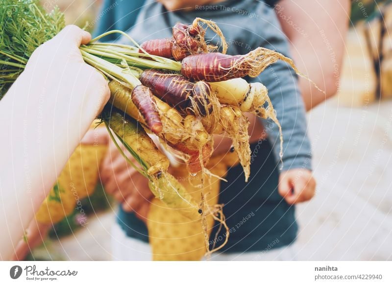 Bunte Gruppe von Karotten gerade geerntet organisch Lebensmittel Gemüse Möhre purpur Veganer Garten Bio-Garten Obstgarten Parzelle Biografie heimwärts Varieté