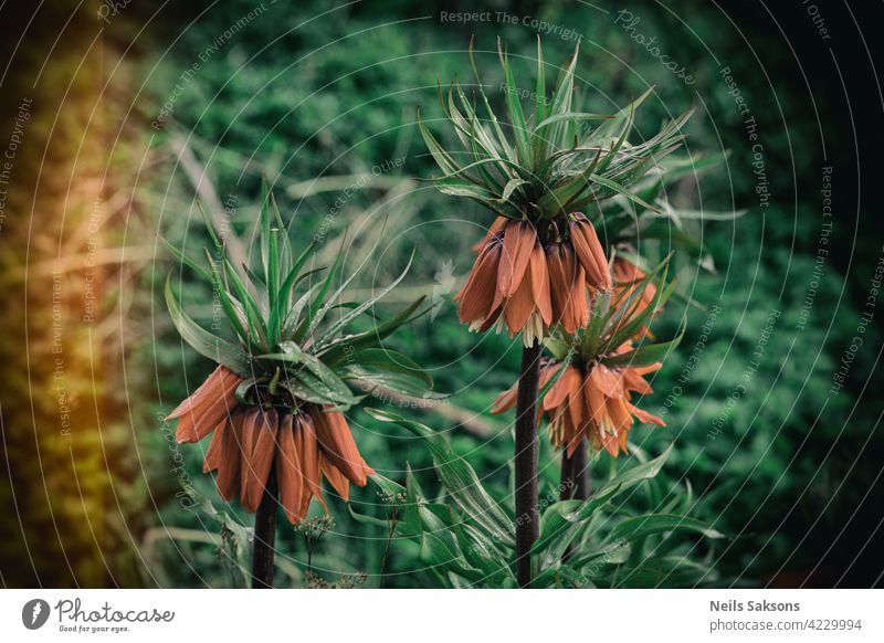 Orangefarbene Fritillaria imperialis-Blüten im Frühlingsgarten. Imperiales Haselhuhn oder Kaisers Kronenblumen. Selektiver Fokus orange kaiserlich Klingel Blume