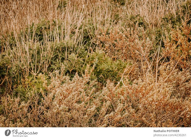 Wilde Gräser in den Dünen Gras wild Natur Wiese Umwelt Farbfoto Wildpflanze Sommer Außenaufnahme Pflanze natürlich Menschenleer Tag Grünpflanze Dunes