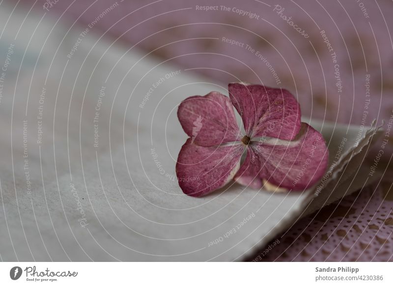 rosa Hortensienblüte auf weissem Papier Pflanze Blume Nahaufnahme Detailaufnahme Farbfoto Schwache Tiefenschärfe Menschenleer Natur Makroaufnahme Blüte