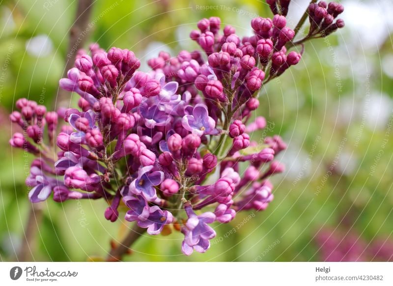 Fliederblüte Fliederstrauch Blüte Knospe Frühling duftend lila violett Nahaufnahme Natur Pflanze Duft Garten Schwache Tiefenschärfe Blühend Farbfoto