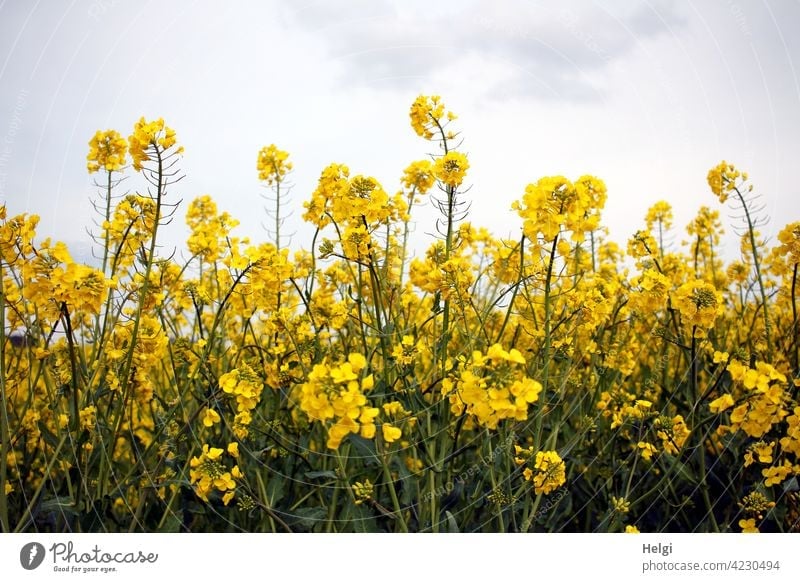gelbe Rapsblüten vor wolkigem Himmel Rapsfeld Frühling Landwirtschaft Feld Pflanze Natur Umwelt Außenaufnahme Nutzpflanze Menschenleer Farbfoto Landschaft Tag