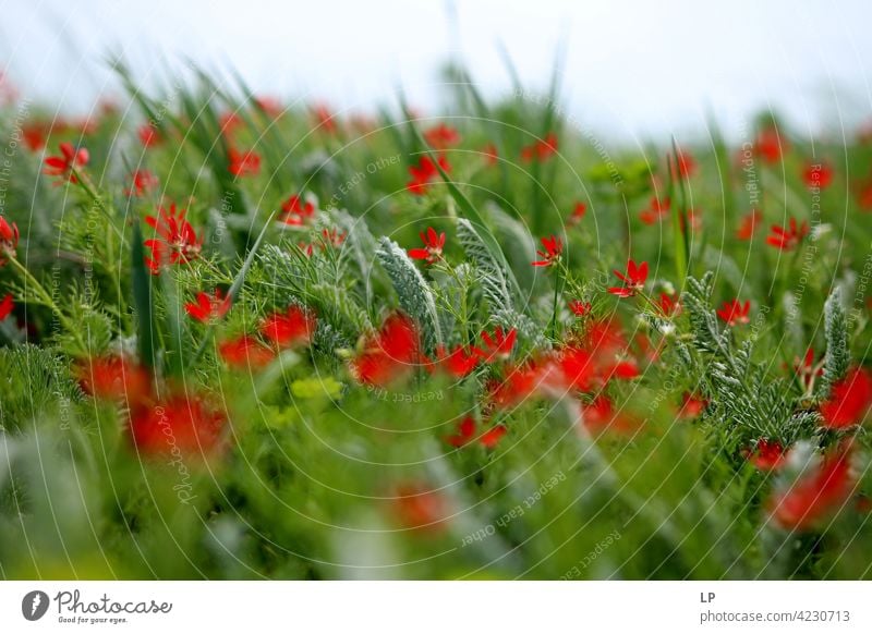 Hintergrund mit roten Wildblumen und Gras im Wind Blumen Außenaufnahme grün Zerbrechlichkeit Blühend Farbfoto Tag Hintergrund neutral romantisch Frühling frisch