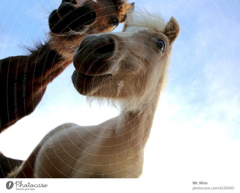 Pferdegeflüster Ponys Neugier Froschperspektive vorwitzig Säugetier reitpferd reitpferde Haare & Frisuren pferdehaare vorwitznase pferdeflüsterer Tierporträt