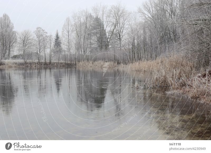 trüber frostiger Januartag am See Frost stehendes Gewässer Teich Eis nebelig kalt Raureif Gräser Sträuche Bäume Winter Winterstimmung Spiegelung