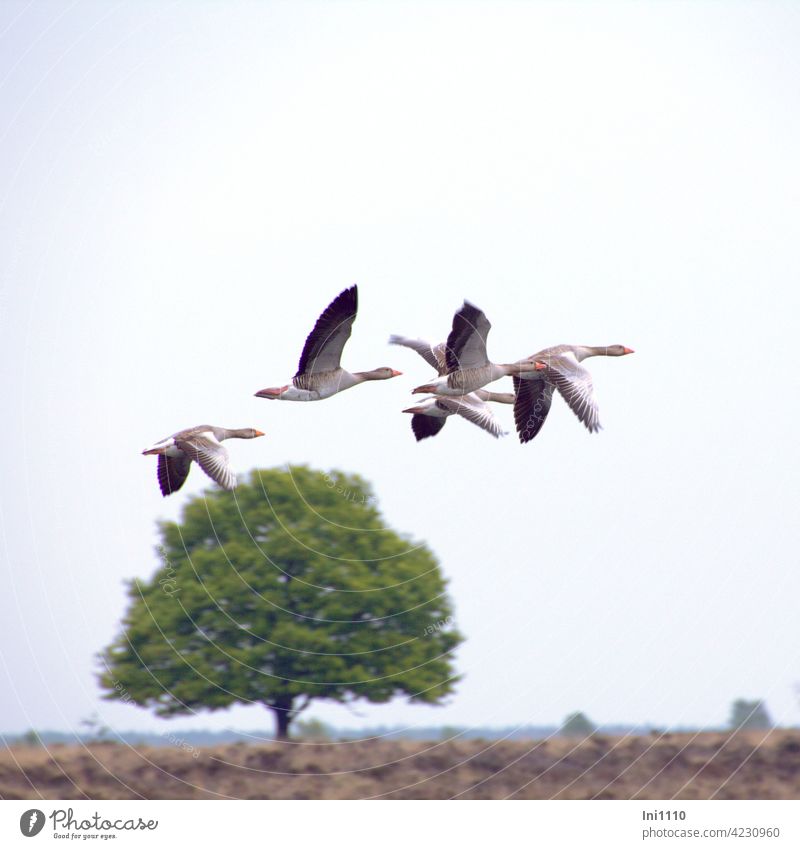 Graugänse beim Start Entenvögel Wasservögel Abflug Baum grauer Himmel Flügelschlag Trup Gruppe kompakt