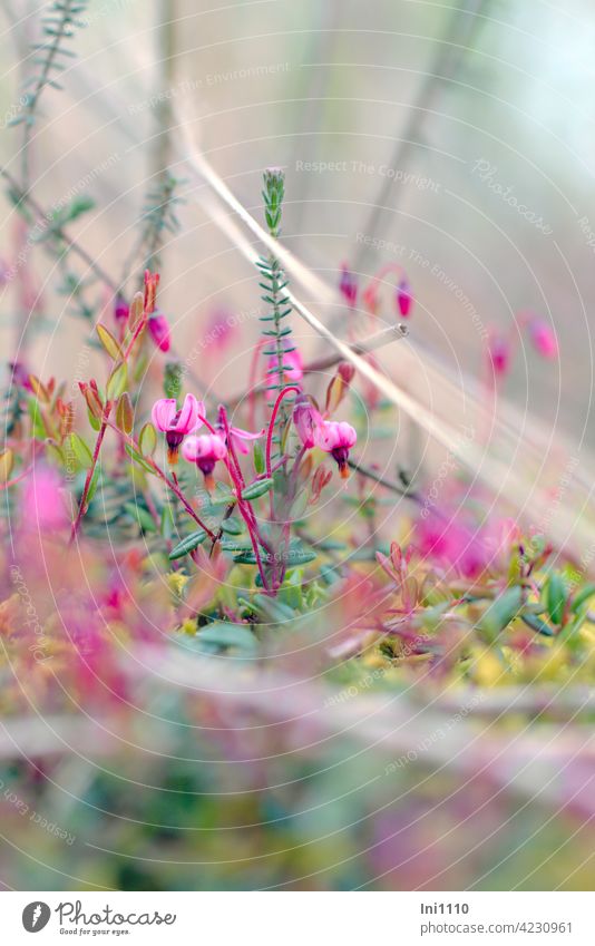 gewöhnliche Moosbeere Blüten und Blätter Heidekrautgewächs Vaccinium oxycoccos rosa Blüten Moor Moorboden Zwergstrauch immergrün Hochmoor Torfmoor aquarellig