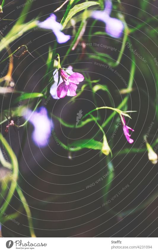 Veilchen blühen wild und lila Viola Wildpflanze nordisch verwildert schottisch romantisch Schottland August Blütezeit fein dünn zierlich grazil violett klein