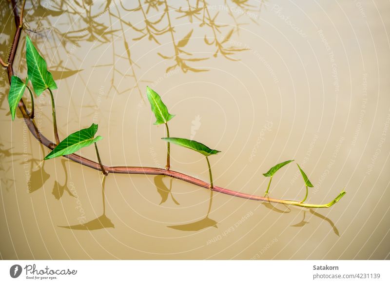 Triebe der Morgenlatte im Kanal Wasser Ruhm fliegend schießen Blatt Gemüse grün Pflanze tropisch Natur im Freien Lebensmittel Reflexion & Spiegelung