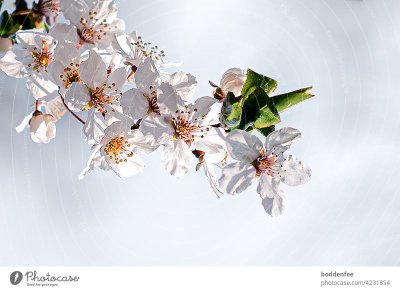 ein üppig blühender Zweig einer Schlehe im Gegenlicht, das auf die Blütenblätter Schatten wirft Blütenstand Natur Nahaufnahme Frühlingsblüher Blütenzweig