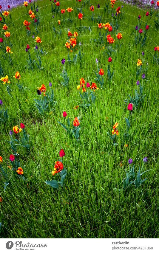 Tulpen und Gras erholung erwachen ferien frühjahr frühling frühlingserwachen garten kleingarten kleingartenkolonie knospe menschenleer natur pflanze ruhe saison