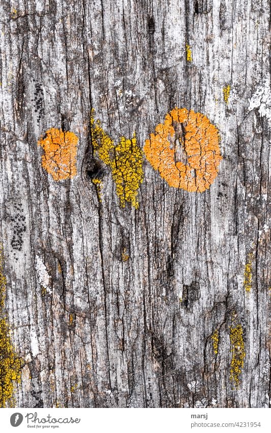 Abgewittertes Holz mit orangen und gelben Flechten. Wie ein Eulengesicht. xanthoria parietina verwittert alt Gedeckte Farben Patina abstrakt verwildert